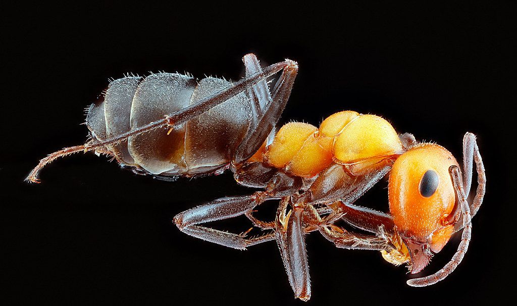 Ant Control service in Henderson, NV