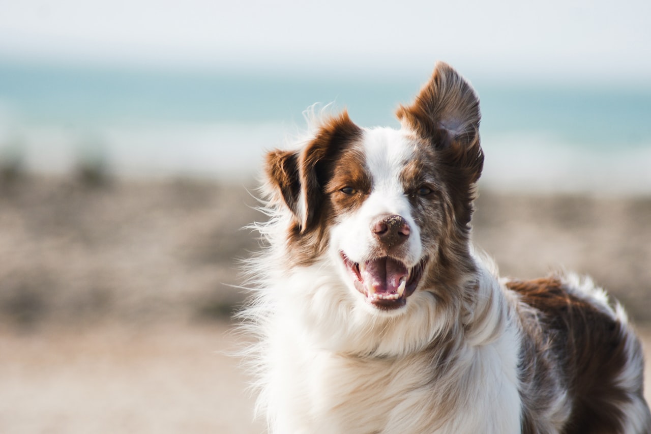 Flea & Tick Control service in Henderson, NV