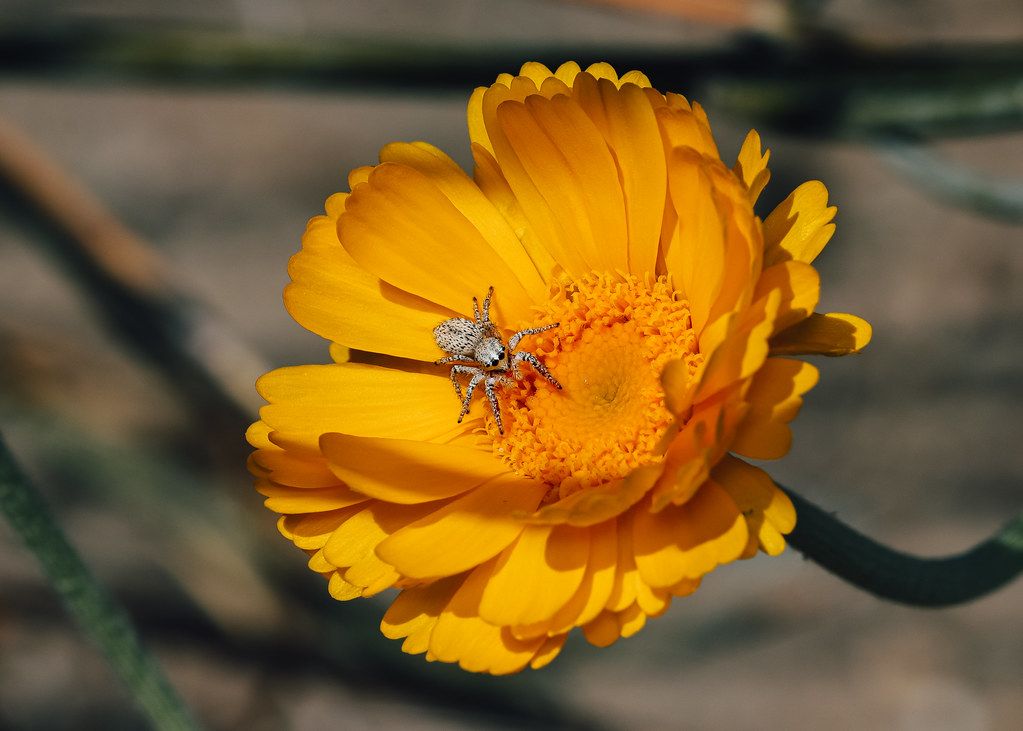 Spider Control service in Henderson, NV